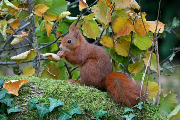 Ecureuil roux (Sciurus vulgaris) © Christian Aussaguel